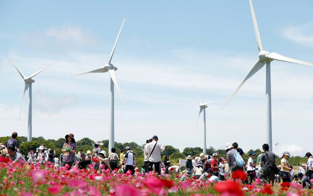 布引高原 コスモスと風車